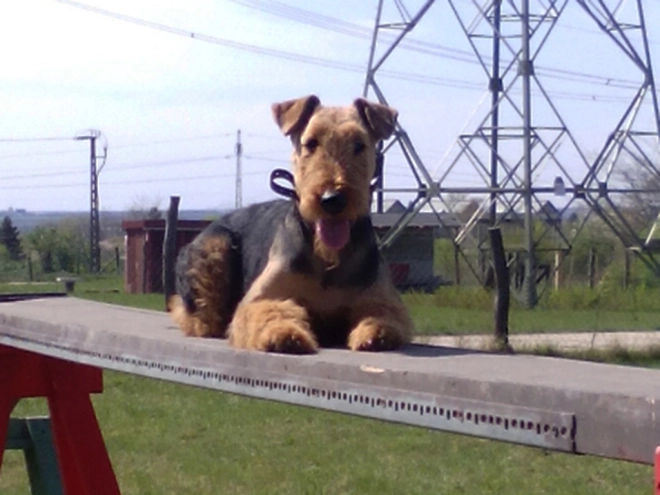 Airedale Terrier Welpe kaufen
