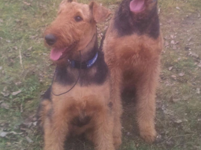 Airedale Terrier Welpe kaufen