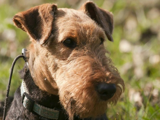 Airedale Terrier Welpe kaufen