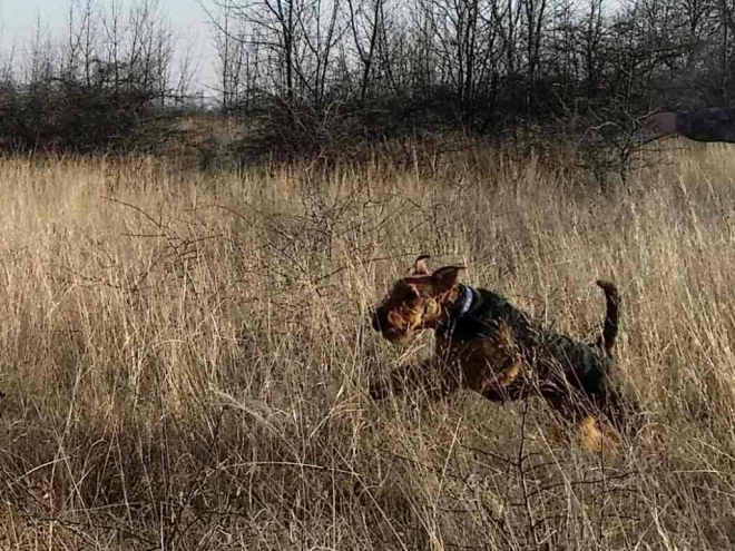 Airedale Terrier Welpe kaufen