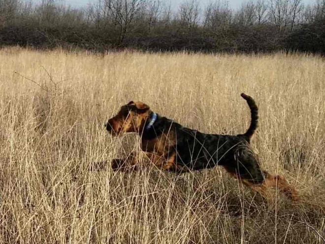 Airedale Terrier Welpe kaufen
