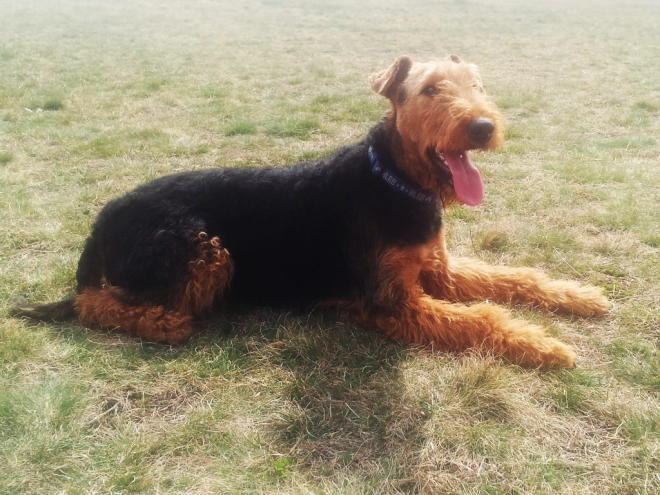 Airedale Terrier Welpe kaufen