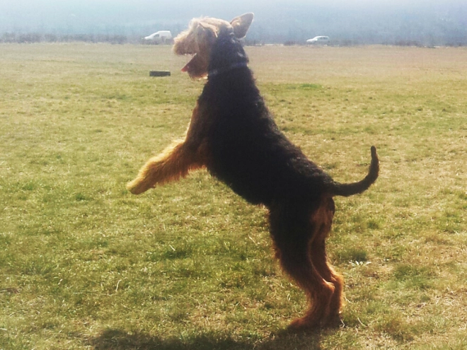 Airedale Terrier Welpe kaufen