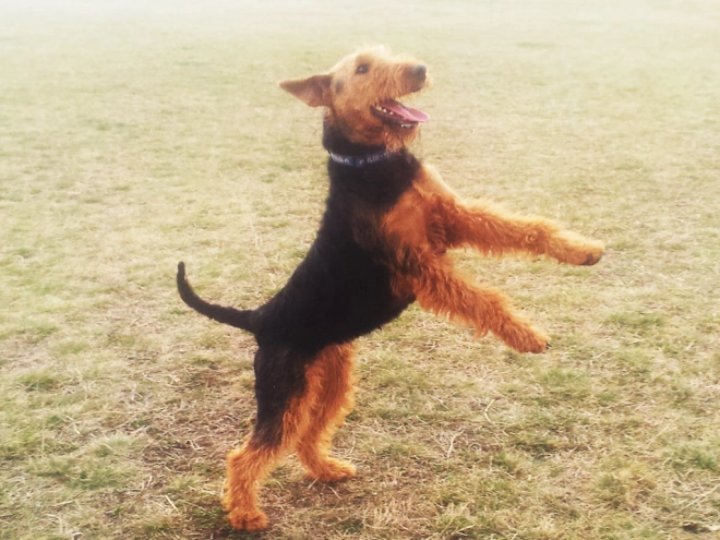 Airedale Terrier Welpe kaufen