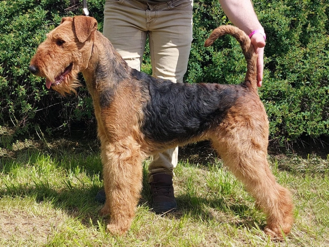 Airedale Terrier Welpe kaufen