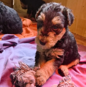 Airedale Terrier Welpe kaufen