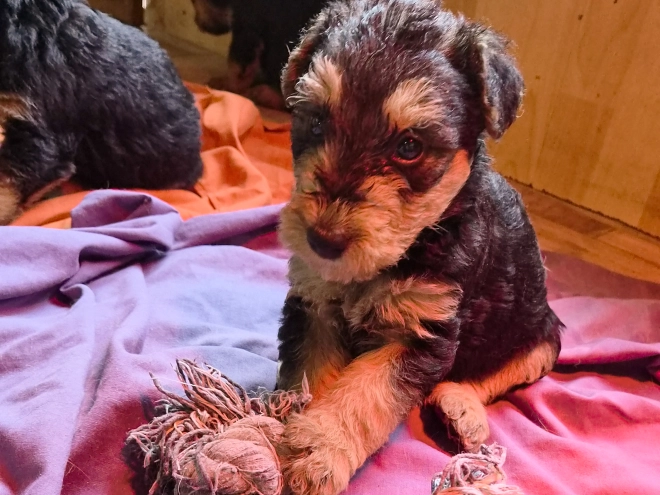 Airedale Terrier Welpe kaufen