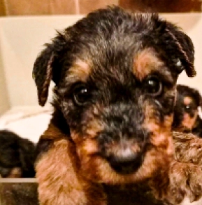 Airedale Terrier Welpe kaufen