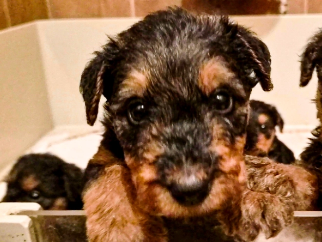 Airedale Terrier Welpe kaufen