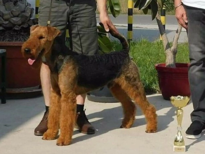 Airedale Terrier Welpe kaufen
