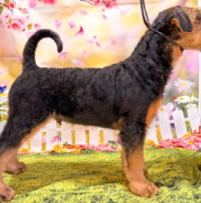 Airedale Terrier puppy for sale