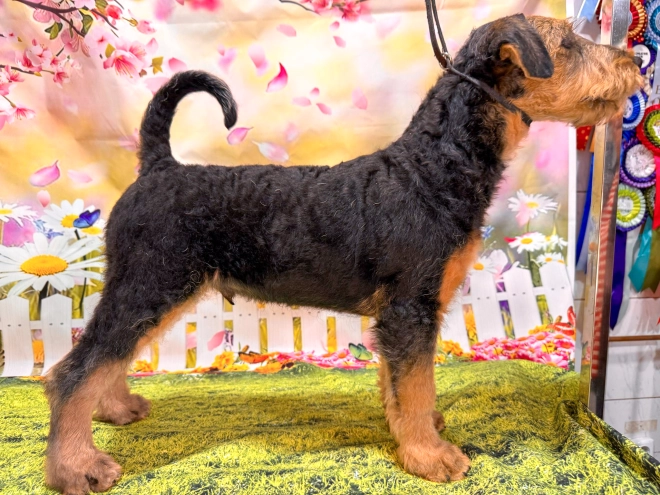 Airedale Terrier puppy for sale