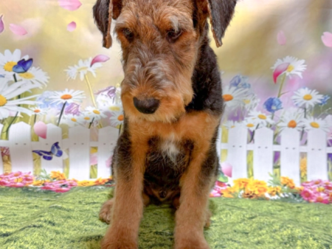 Airedale Terrier puppy for sale