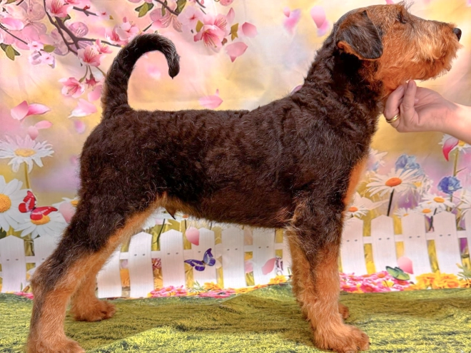 Airedale Terrier puppy for sale