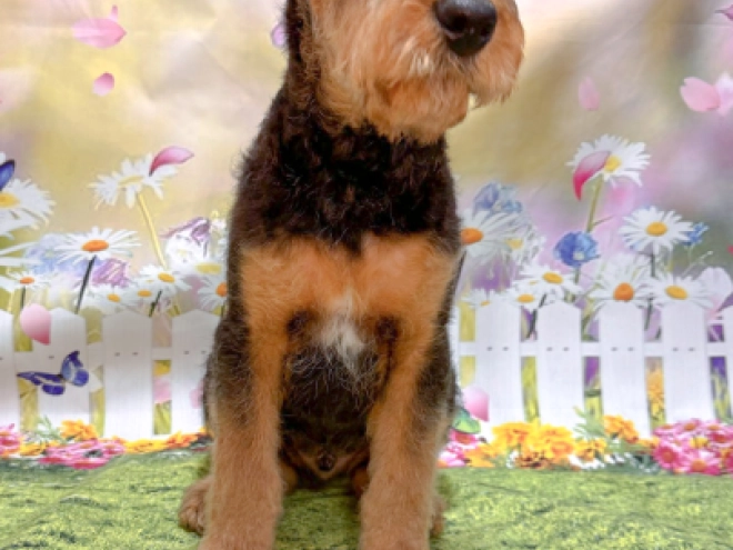 Airedale Terrier puppy for sale