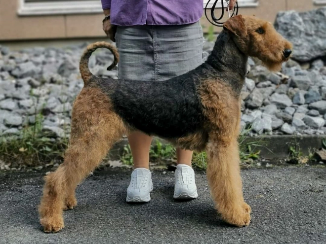 Airedale Terrier puppy for sale