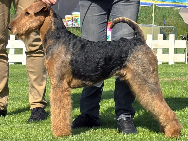 Airedale Terrier puppy for sale
