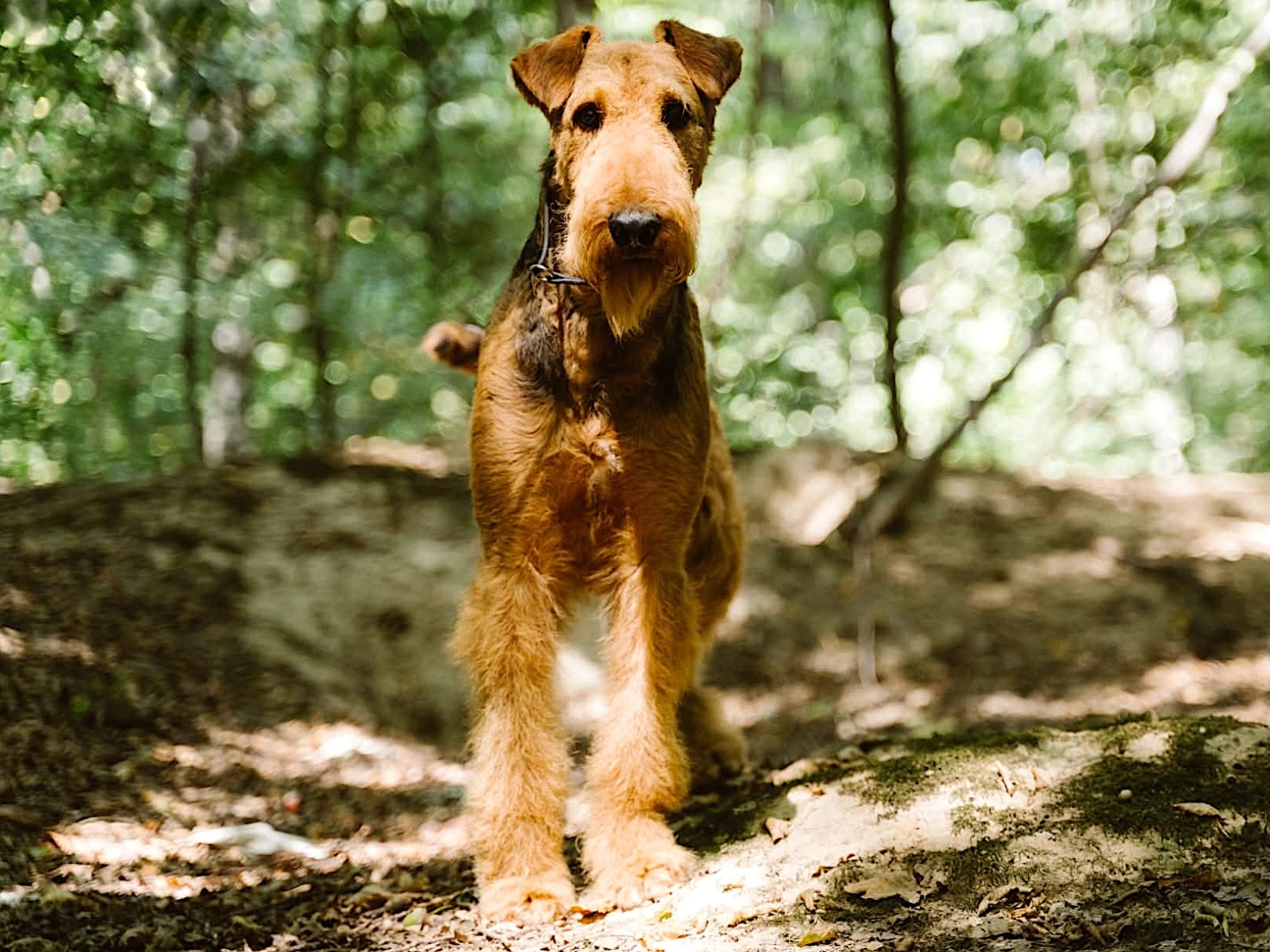 Terrier Breed Airedale Puppy Price Fox Terrier Kennel Club