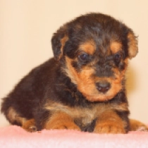 Kalina, black and tan Airedale Terrier for sale