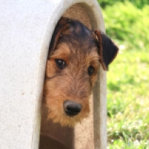 Kiara, black and tan Airedale Terrier for sale