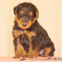 Kandy, black and tan Airedale Terrier for sale