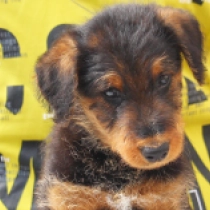 Echo, black and tan Airedale Terrier for sale