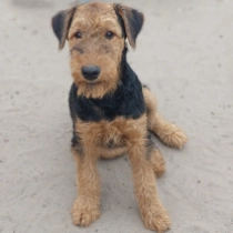 Urex, black and tan Airedale Terrier for sale