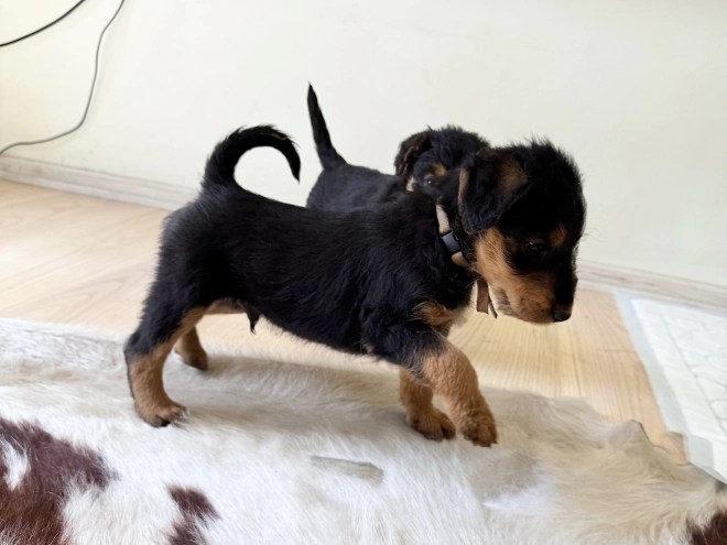 Airedale Terrier puppy for sale
