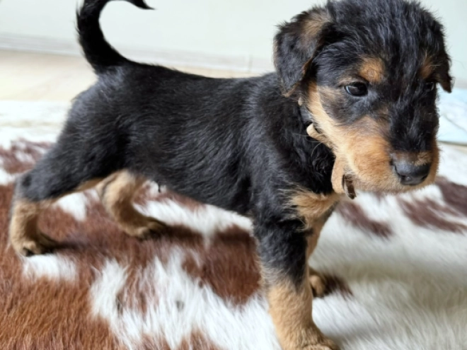 Airedale Terrier puppy for sale