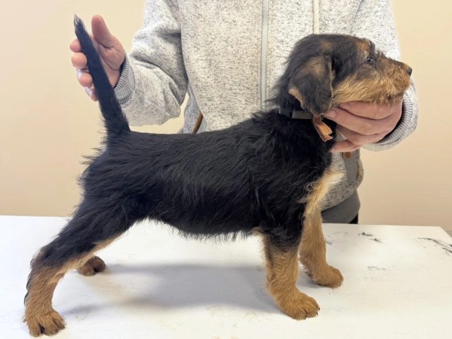Airedale Terrier puppy for sale
