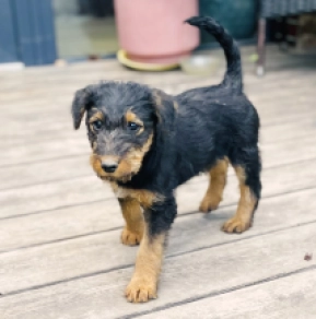 Airedale Terrier puppy for sale