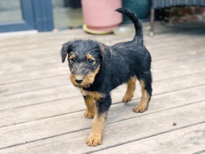 Airedale Terrier puppy for sale