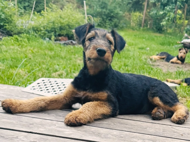 Airedale Terrier puppy for sale