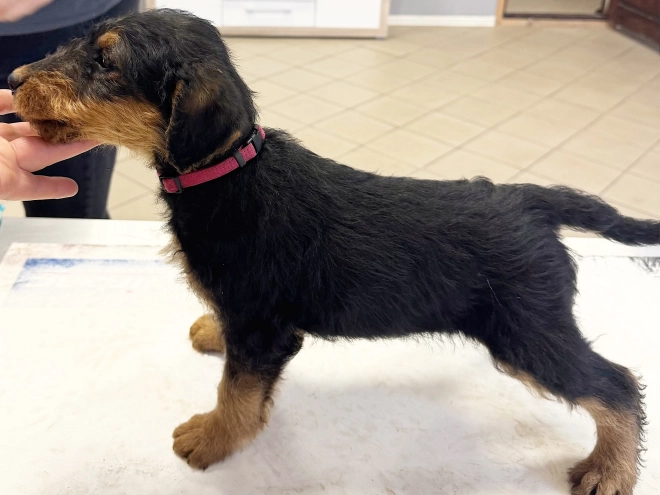 Airedale Terrier puppy for sale