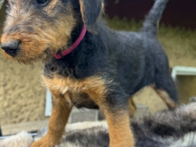 Airedale Terrier puppy for sale