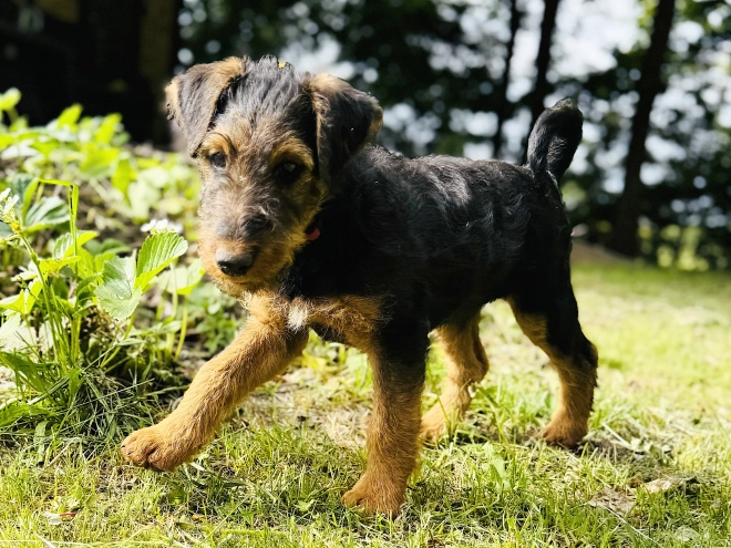 Airedale Terrier puppy for sale