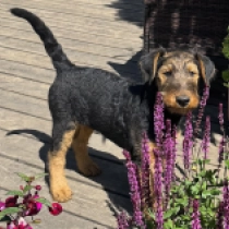 Lovely, black and tan Airedale Terrier for sale
