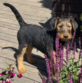 Airedale Terrier puppy for sale