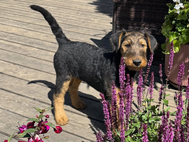 Airedale Terrier puppy for sale