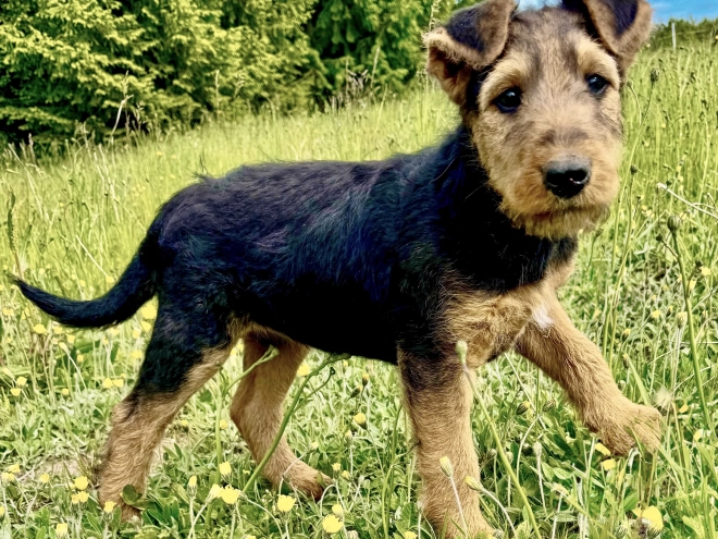 Airedale Terrier puppy for sale