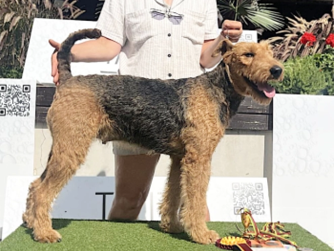 Airedale Terrier puppy for sale