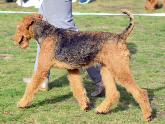 Airedale Terrier puppy for sale