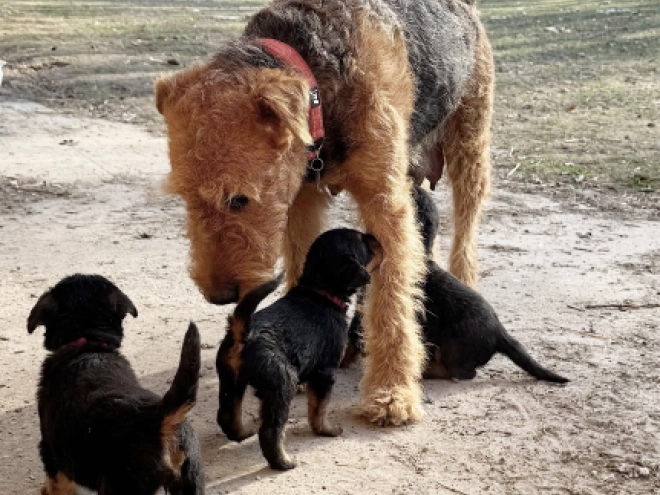 Airedale Terrier puppy for sale