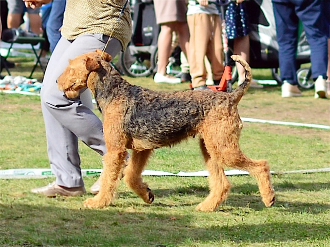 Airedale Terrier puppy for sale