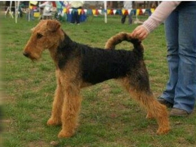 Airedale Terrier Welpe kaufen