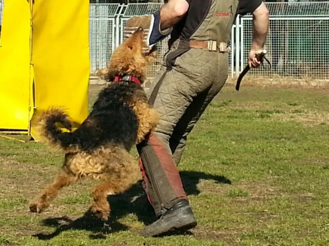 Airedale Terrier Welpe kaufen