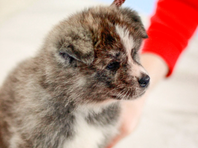Akita Inu Welpe zu verkaufen