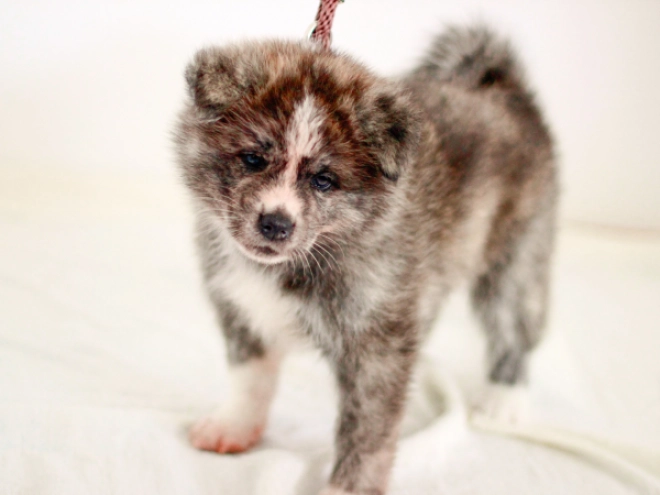 Akita Inu Welpe zu verkaufen
