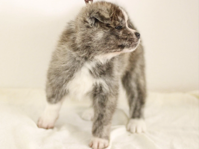 Akita Inu Welpe zu verkaufen