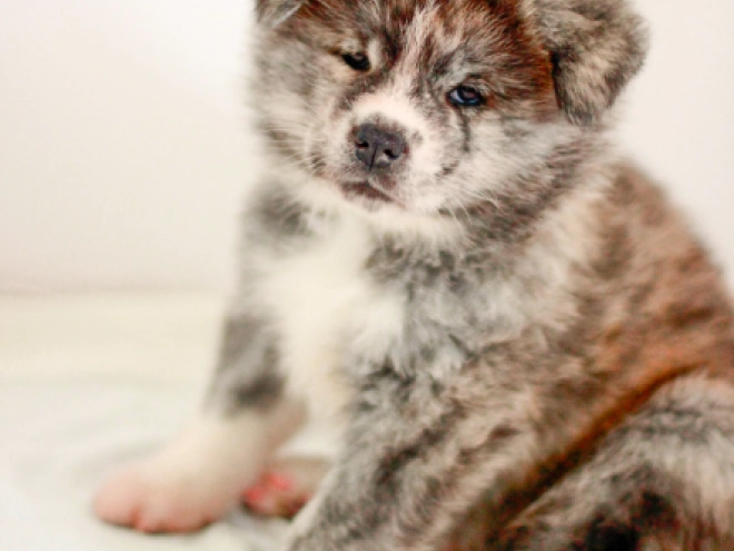 Akita Inu puppy for sale